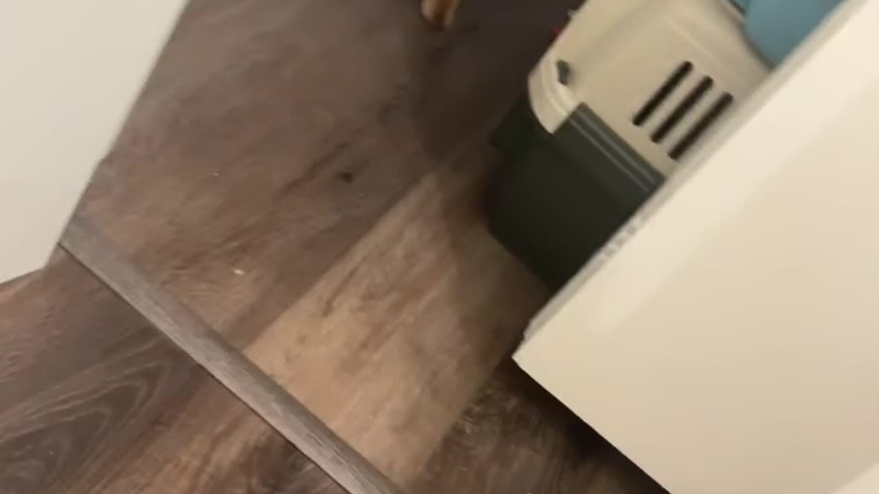 Milo Takes the Last Roll