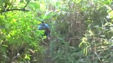 African Bird