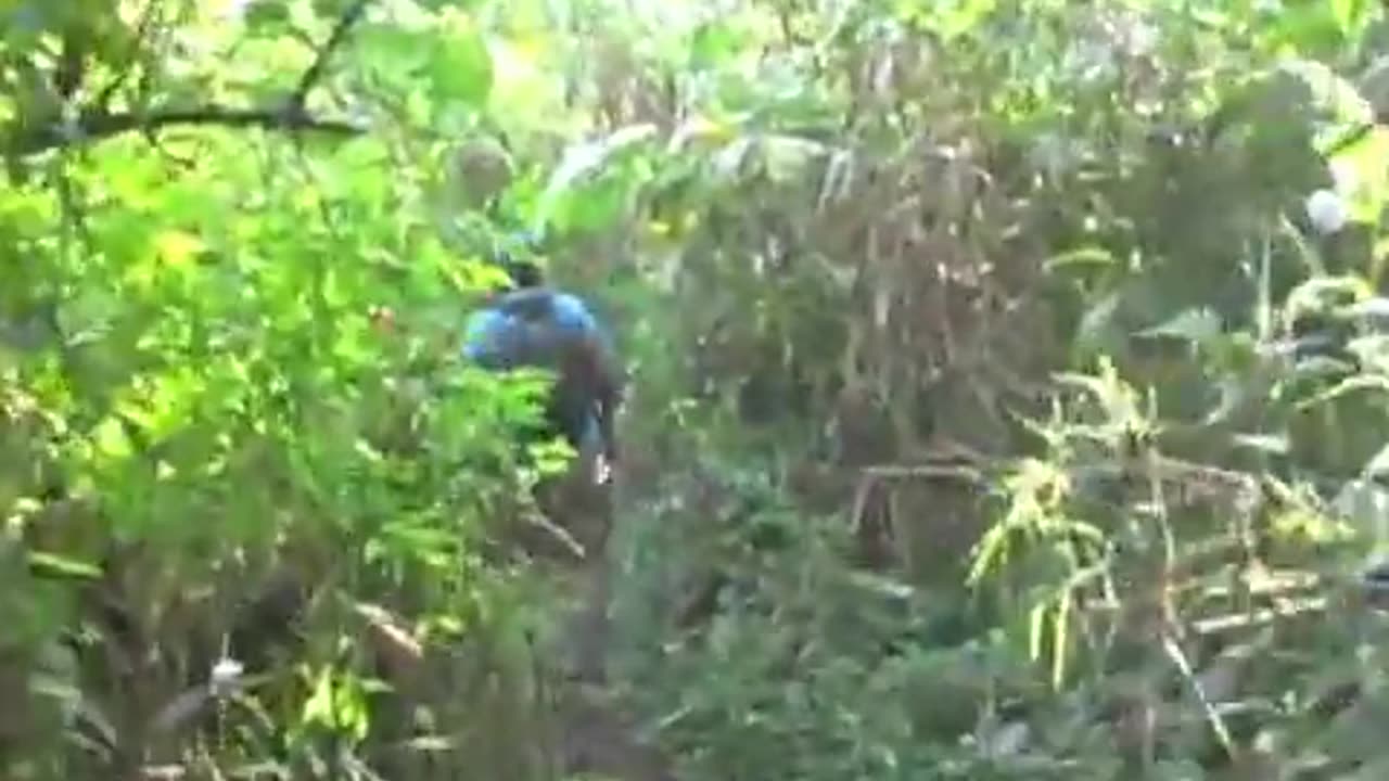 African Bird