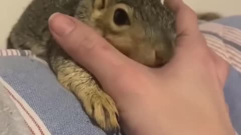 This couple rescued a newborn squirrel from danger and brought it home to raise
