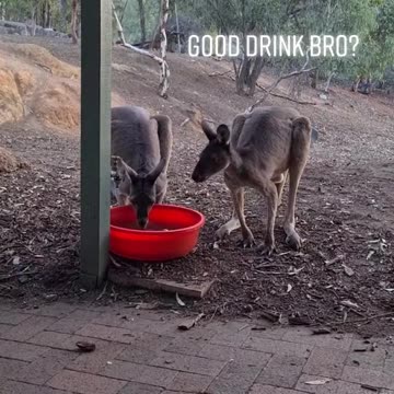 Kangaroo diaries only in Australia 🇦🇺