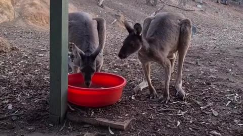Kangaroo diaries only in Australia 🇦🇺