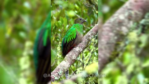 Magnificent Quetzal in Costa Rica