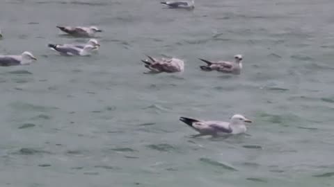 Some Seagulls On A Lake In Great Britain