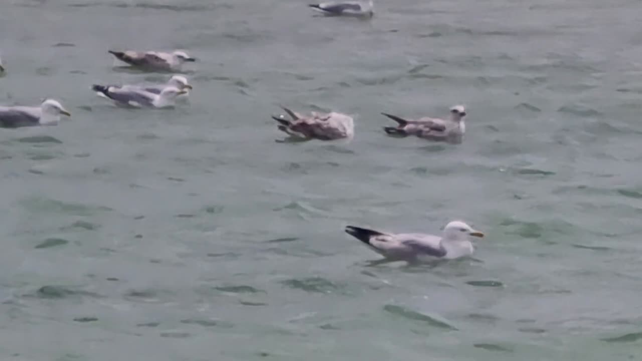 Some Seagulls On A Lake In Great Britain