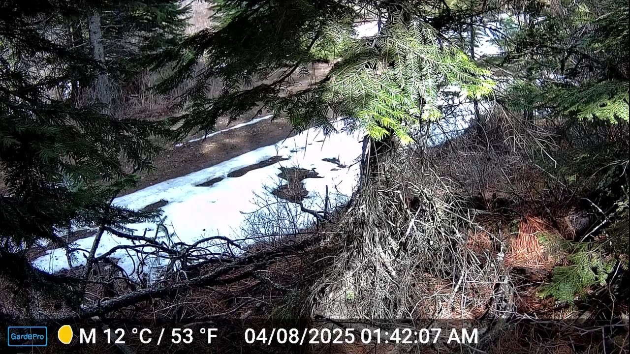 Trail cam Retrieval