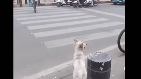 VIRAL: intelligent dog in the city video