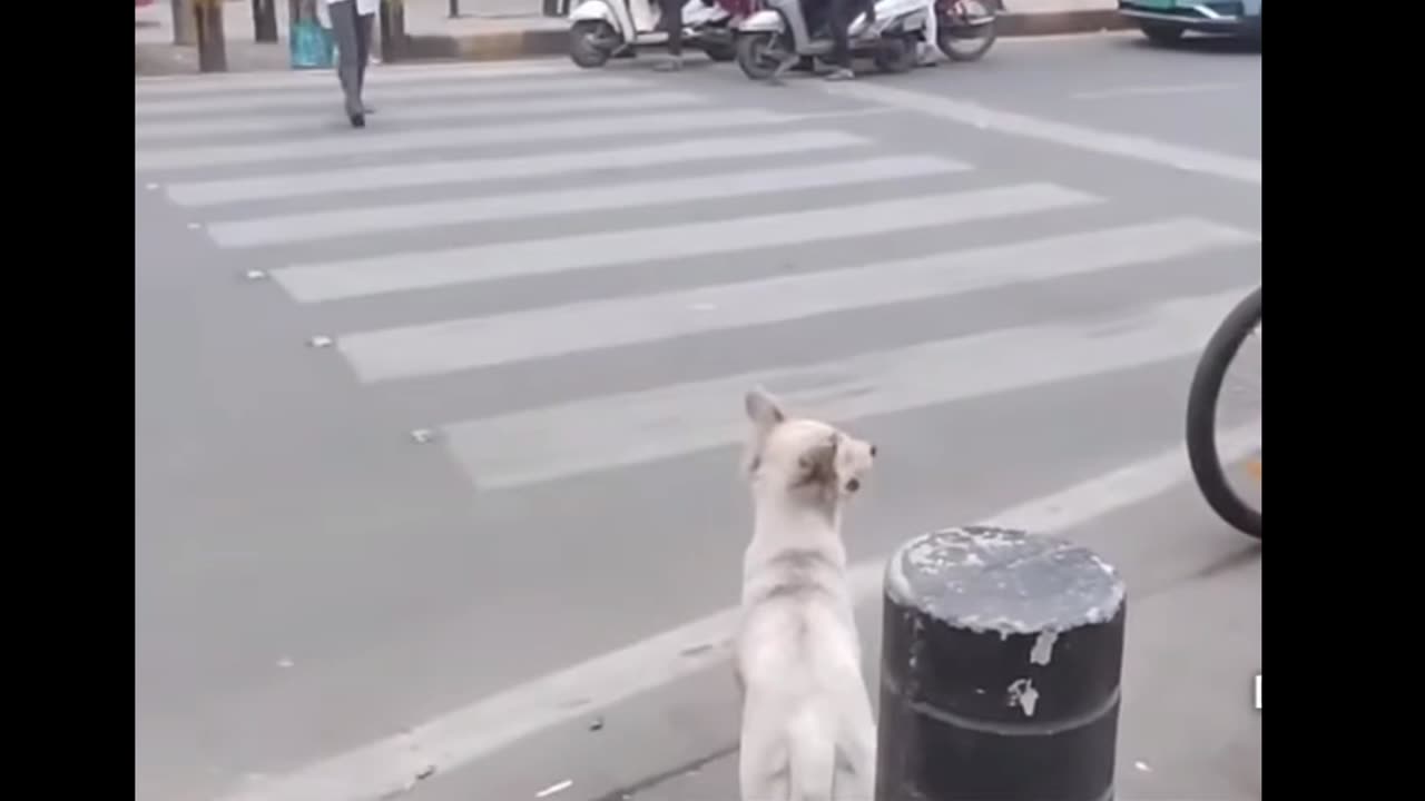 VIRAL: intelligent dog in the city video
