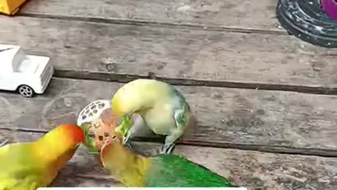 Funny bird playing basketball 😂