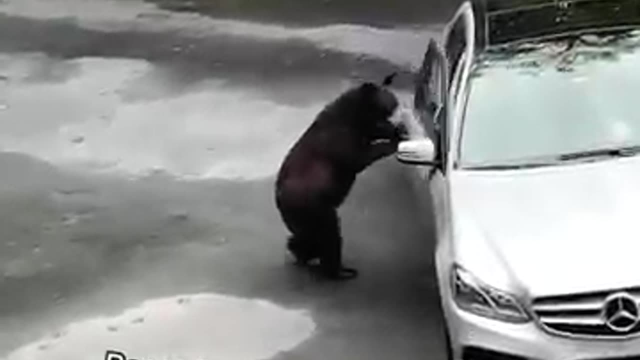 Bear 🐻😂#bear #bears #bearlove #funnybear #fyp #foryou #funny