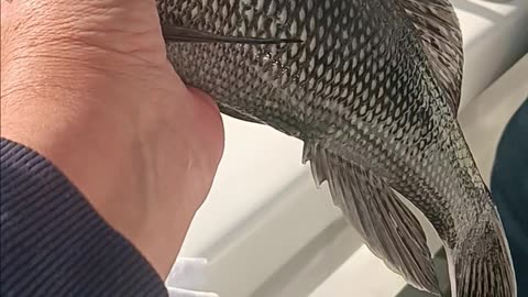 Sea bass