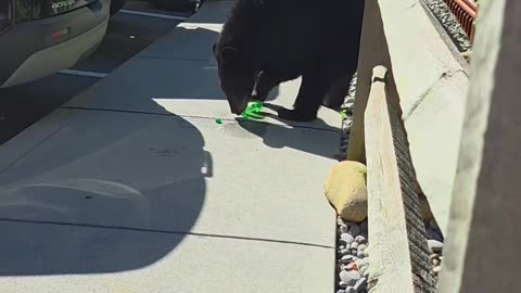 Hungry Bear Crawls Into Jeep
