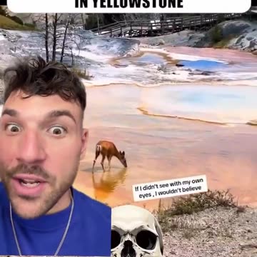Deer walks into a thermal pool in Yellowstone