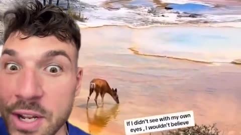 Deer walks into a thermal pool in Yellowstone
