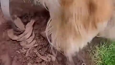 😭 hombre enconto a su perro perdido.😭