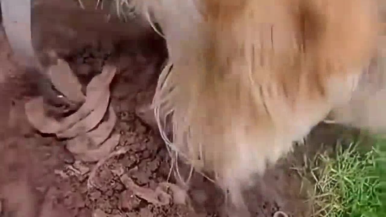 😭 hombre enconto a su perro perdido.😭