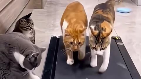Cats are athletes
