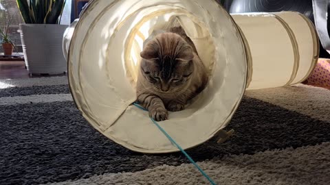 In Her Favorite Spot: The Most Chill Cat You’ll Meet Today