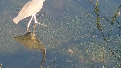 Heron hunting