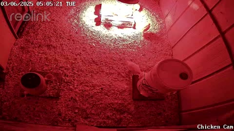 Millar Time Chicken Cam