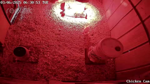 Millar Time Chicken Cam
