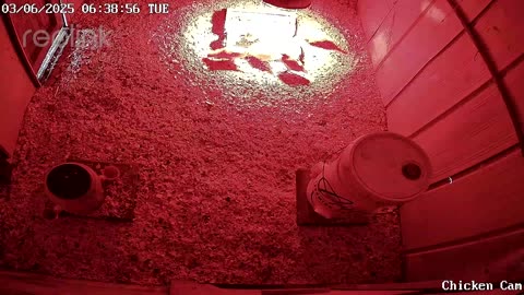 Millar Time Chicken Cam