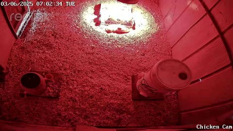 Millar Time Chicken Cam