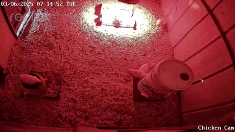 Millar Time Chicken Cam