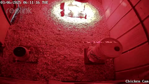 Millar Time Chicken Cam