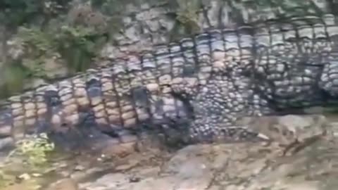 Dragon petrified?