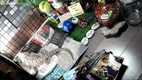 🔴LiveStream2025🔴05-03🍁🐉 Bearded🐲Dragons Day 34🔴 🍏Healthy4Life🐉 Mascots 🍎🐲 Meet Kobe & Health🐉 Day In The Life Of Bearded Dragons🐲🐉⭕Live🦎Streaming🔴