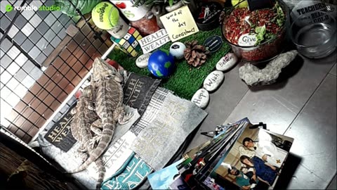 🔴LiveStream2025🔴05-03🍁🐉 Bearded🐲Dragons Day 34🔴 🍏Healthy4Life🐉 Mascots 🍎🐲 Meet Kobe & Health🐉 Day In The Life Of Bearded Dragons🐲🐉⭕Live🦎Streaming🔴