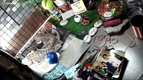 🔴LiveStream2025🔴05-03🍁🐉 Bearded🐲Dragons Day 34🔴 🍏Healthy4Life🐉 Mascots 🍎🐲 Meet Kobe & Health🐉 Day In The Life Of Bearded Dragons🐲🐉⭕Live🦎Streaming🔴