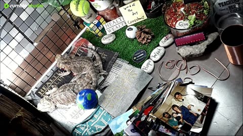 🔴LiveStream2025🔴05-03🍁🐉 Bearded🐲Dragons Day 34🔴 🍏Healthy4Life🐉 Mascots 🍎🐲 Meet Kobe & Health🐉 Day In The Life Of Bearded Dragons🐲🐉⭕Live🦎Streaming🔴