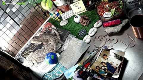 🔴LiveStream2025🔴05-03🍁🐉 Bearded🐲Dragons Day 34🔴 🍏Healthy4Life🐉 Mascots 🍎🐲 Meet Kobe & Health🐉 Day In The Life Of Bearded Dragons🐲🐉⭕Live🦎Streaming🔴