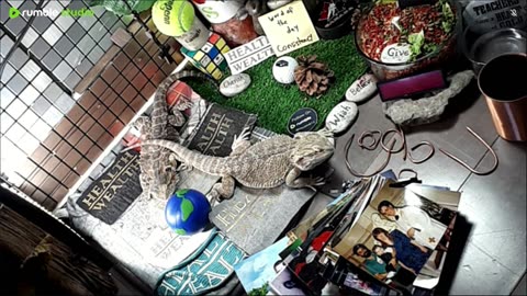 🔴LiveStream2025🔴05-03🍁🐉 Bearded🐲Dragons Day 34🔴 🍏Healthy4Life🐉 Mascots 🍎🐲 Meet Kobe & Health🐉 Day In The Life Of Bearded Dragons🐲🐉⭕Live🦎Streaming🔴