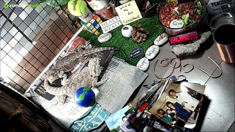 🔴LiveStream2025🔴05-03🍁🐉 Bearded🐲Dragons Day 34🔴 🍏Healthy4Life🐉 Mascots 🍎🐲 Meet Kobe & Health🐉 Day In The Life Of Bearded Dragons🐲🐉⭕Live🦎Streaming🔴