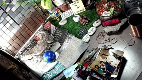 🔴LiveStream2025🔴05-03🍁🐉 Bearded🐲Dragons Day 34🔴 🍏Healthy4Life🐉 Mascots 🍎🐲 Meet Kobe & Health🐉 Day In The Life Of Bearded Dragons🐲🐉⭕Live🦎Streaming🔴