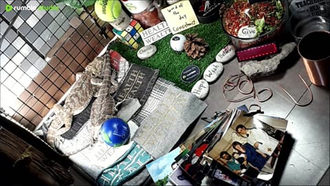 🔴LiveStream2025🔴05-03🍁🐉 Bearded🐲Dragons Day 34🔴 🍏Healthy4Life🐉 Mascots 🍎🐲 Meet Kobe & Health🐉 Day In The Life Of Bearded Dragons🐲🐉⭕Live🦎Streaming🔴