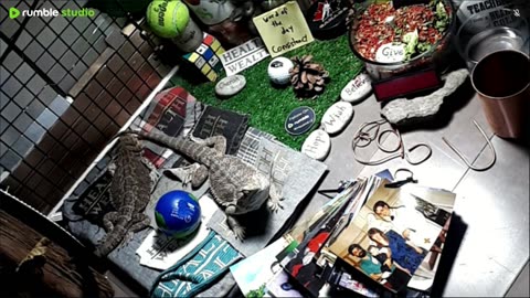 🔴LiveStream2025🔴05-03🍁🐉 Bearded🐲Dragons Day 34🔴 🍏Healthy4Life🐉 Mascots 🍎🐲 Meet Kobe & Health🐉 Day In The Life Of Bearded Dragons🐲🐉⭕Live🦎Streaming🔴