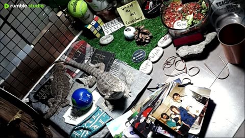 🔴LiveStream2025🔴05-03🍁🐉 Bearded🐲Dragons Day 34🔴 🍏Healthy4Life🐉 Mascots 🍎🐲 Meet Kobe & Health🐉 Day In The Life Of Bearded Dragons🐲🐉⭕Live🦎Streaming🔴