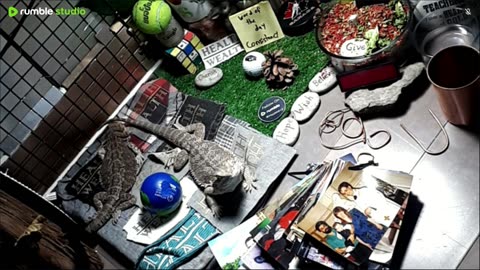 🔴LiveStream2025🔴05-03🍁🐉 Bearded🐲Dragons Day 34🔴 🍏Healthy4Life🐉 Mascots 🍎🐲 Meet Kobe & Health🐉 Day In The Life Of Bearded Dragons🐲🐉⭕Live🦎Streaming🔴