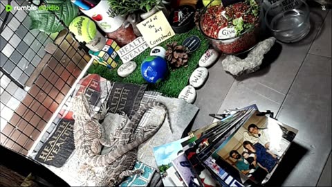 🔴LiveStream2025🔴05-03🍁🐉 Bearded🐲Dragons Day 34🔴 🍏Healthy4Life🐉 Mascots 🍎🐲 Meet Kobe & Health🐉 Day In The Life Of Bearded Dragons🐲🐉⭕Live🦎Streaming🔴
