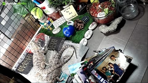 🔴LiveStream2025🔴05-03🍁🐉 Bearded🐲Dragons Day 34🔴 🍏Healthy4Life🐉 Mascots 🍎🐲 Meet Kobe & Health🐉 Day In The Life Of Bearded Dragons🐲🐉⭕Live🦎Streaming🔴