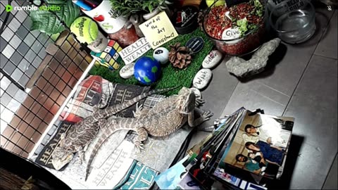 🔴LiveStream2025🔴05-03🍁🐉 Bearded🐲Dragons Day 34🔴 🍏Healthy4Life🐉 Mascots 🍎🐲 Meet Kobe & Health🐉 Day In The Life Of Bearded Dragons🐲🐉⭕Live🦎Streaming🔴