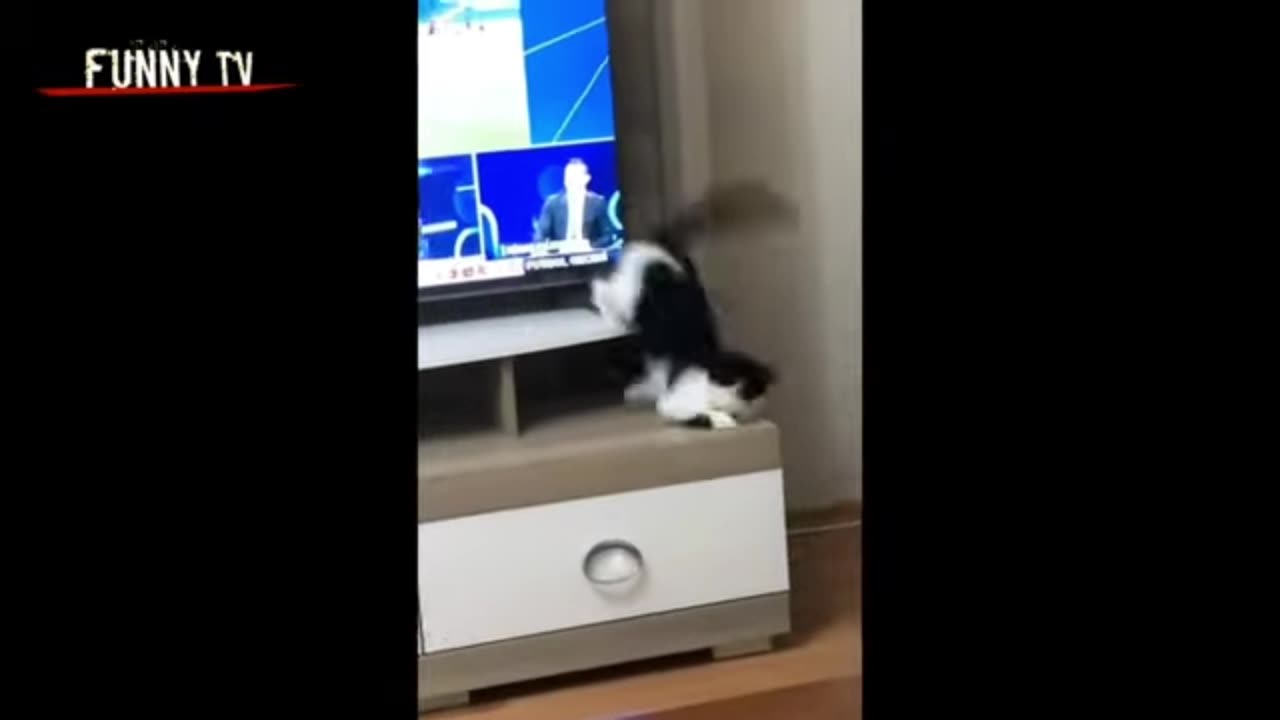 Funny cats