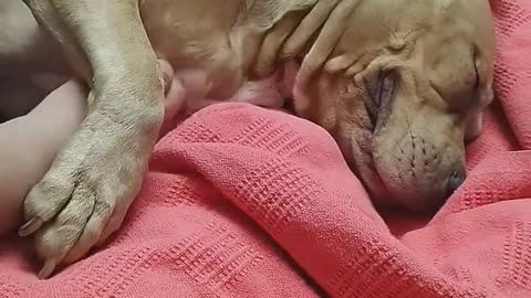 Gentle Pit Bull Pulls Hand in For Pets