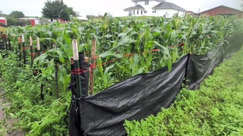 "Corn DOWN, Corn Down!"