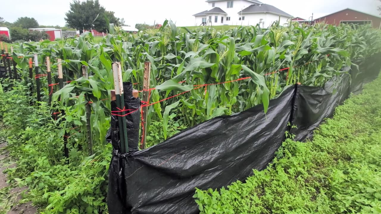 "Corn DOWN, Corn Down!"