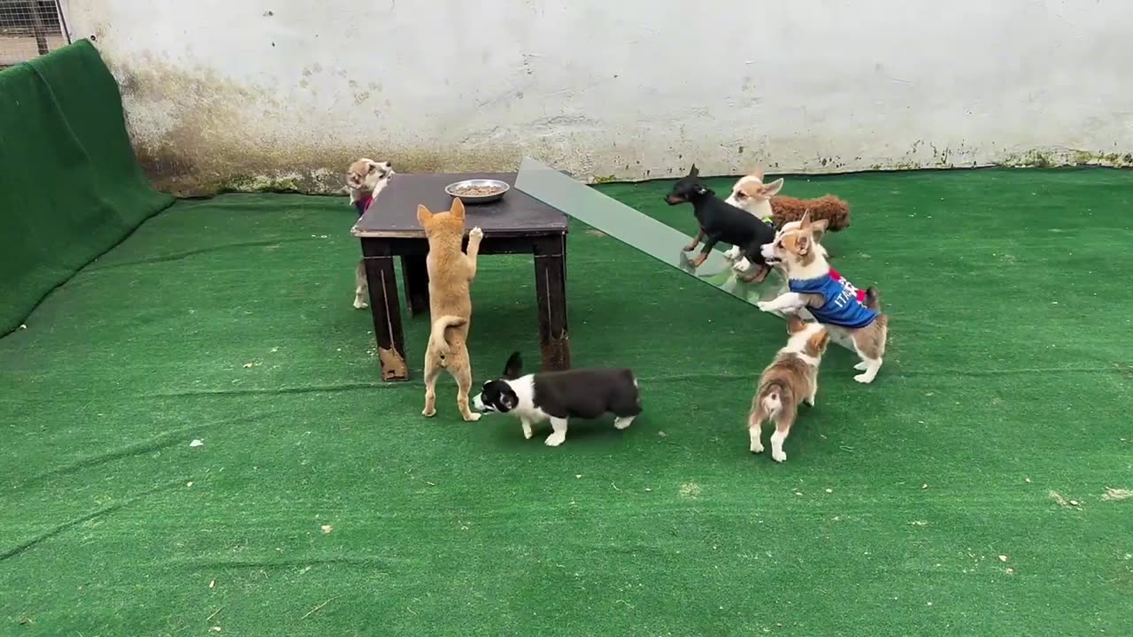 Fun video